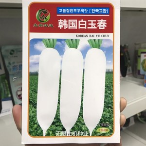 韩国白玉春萝卜种子进口白罗卜种籽春秋两季播高抗优质耐糠心萝卜