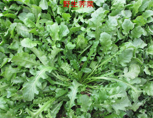 春季菜种籽野生荠菜种子农家田里野菜种子阳台田园农家四季蔬菜种