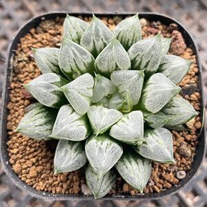 新品特价【爱心寿】多肉植物十二卷室内桌面小盆栽玉露新款