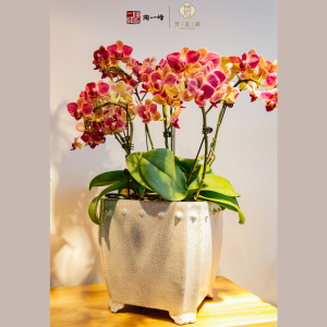 陶一峰 倭角收口方花盆 石湾陶瓷传统中式兰花盆景观室内装饰