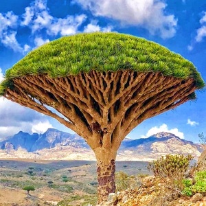 加纳利龙血树 dracaena draco 块根多肉植物 一物一拍 带盆发货