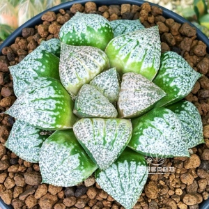 巴塔哥尼亚 白银寿 玉露十二卷 龙哥多肉植物绿植盆栽 一物一拍