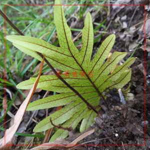 石莲姜槲蕨 红茎二型叶附生蕨雨林缸背景墙附木附石造景盆栽板植