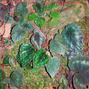 荧光花叶秋海棠 趣味植物盆栽 雨林缸缸床植被点缀造景 观叶赏花