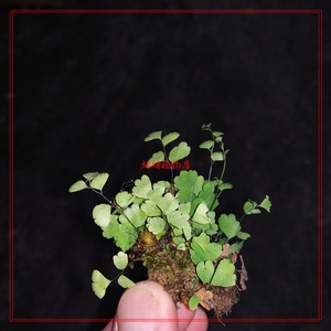 铁线蕨 水培临水种植绿植 盆栽 雨林缸点缀装饰小蕨类 上水石植物