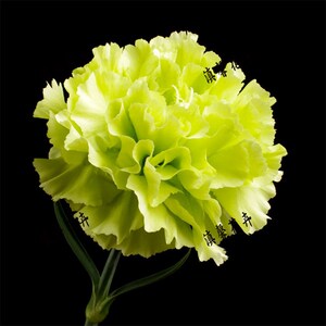 康乃馨盆栽高杆