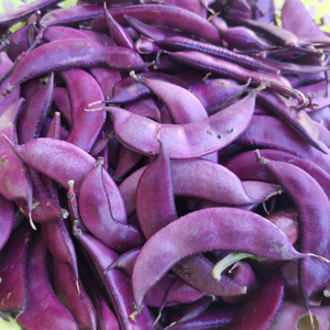 紫扁豆梅豆角眉豆月儿菜六安霍山农露天新鲜时令蔬菜厚肉扁豆500g