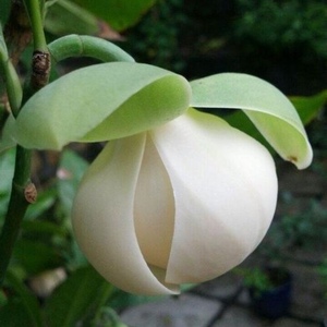 夜合花 盆景 四季开花 夜香木兰 清香洁白阳台庭院盆栽苗白玉白色