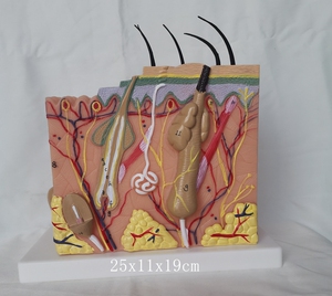 人体50倍放大皮肤解剖模型 表皮毛囊结构 医用教学 植发讲解展示