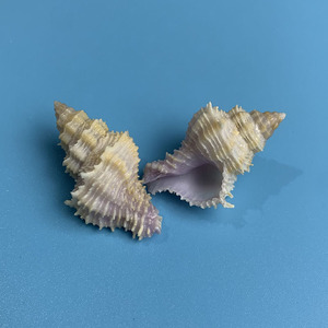 天然海螺菲氏花仙螺稀有收藏标本水族鱼缸造景家居装饰