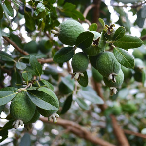 同款货源岑碧轩淘宝菲油果盆栽苗自花授粉许愿星庭院种植常绿斐济