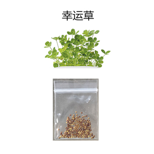 00妙滴旗舰店天猫爱情草情思草幸运草小草种子种籽桌面迷你种草小