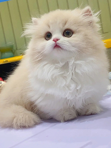 曼基康矮脚猫拿破仑