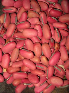 红刀豆,白刀豆,挟剑豆,刀豆子,大弋豆,豆科植物刀豆的种子