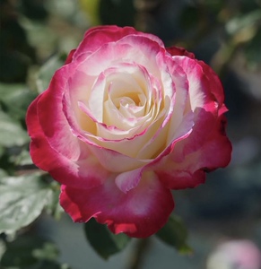 强香月季红双喜大花灌木多季节重复开放混合香水味花苗