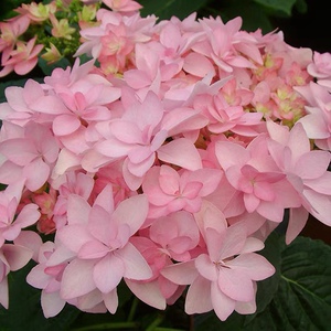 绣球大苗你我的浪漫你我系列重瓣可调色老枝开花包对版现货