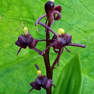 对叶兰  丽江对叶兰苗  带叶子发货