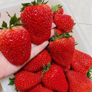 攀枝花露天奶油草莓新鲜水果99红颜大草莓黑金礼盒装现现采现摘
