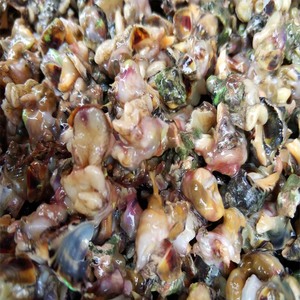 福建霞浦特有碎螺肉苦螺肉海螺肉油泼螺肉2件包邮顺丰