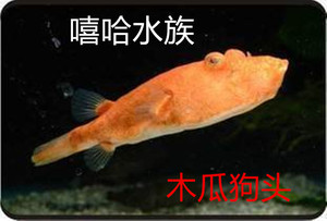 红木瓜狗头鱼