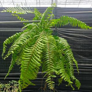 酒店网吧阳台大型垂吊蕨威武蕨霸王蕨超大冠幅植物盆栽耐阴