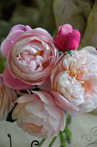 月季大苗/暮光之城/菲尔先生/东宫