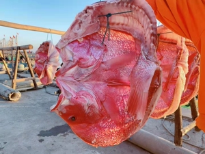 大红鱼干海南特产淡干咸鱼干整条年货送礼佳品渔民自晒海鲜海鱼干