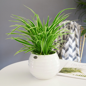 水培水养金边吊兰金心垂吊庭院家居前台办公室盆栽室内桌面小绿植