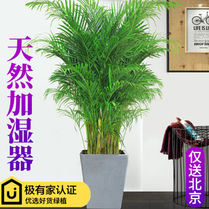 大型绿植竹子除甲醛花卉塑料防辐射客厅绿色植物花盆栽凤尾竹空气