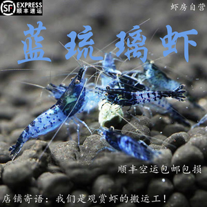蓝琉璃虾 亚成 顺丰观赏虾宠物虾除藻虾米虾淡水蓝色繁殖组黑壳虾