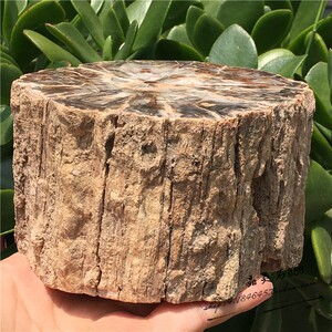天然木化石原石 原石摆件 矿物标本 小款 一物一图