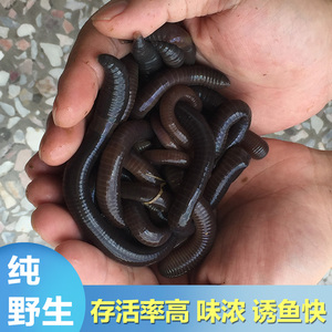 80上线潮流淘宝黄鳝鱼苗活体野生黄鳝小苗长鱼鳝鱼苗鲜活发100-150