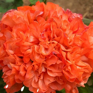 gexi199208111淘宝重瓣天竺葵莫瑞天竺葵橙色不一定带花苞,终身包对