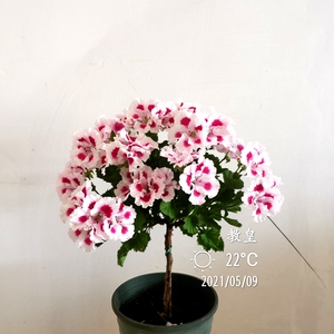 天竺葵 花苗 多花花卉 阳台盆栽植物 带营养钵 教皇