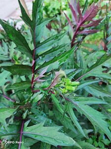 菊叶三七,三七草,血当归 土三七 菊三七苗