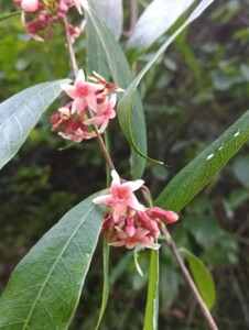 紫花络石 藤序络石 牛角藤 银丝藤 络石藤 白九牛藤 紫花络石苗