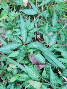 铁箍散 小血藤 血糊藤 香巴戟 狭叶五味子 铁箍散苗