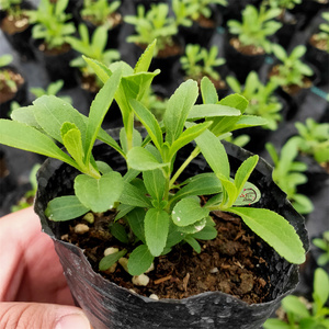 ztyvicky淘宝甜叶菊可食用盆栽种苗花草能吃鲜活diy家庭菜园居家种