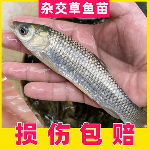 优质杂交草鱼苗特大鲩鱼草鲩小鱼苗半斤混子鱼苗