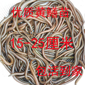 90昊晴家居专营店天猫鳝鱼鲜活稻田鳝鱼苗大黄鳝长鳝鱼盘鳝黄鳝幼苗