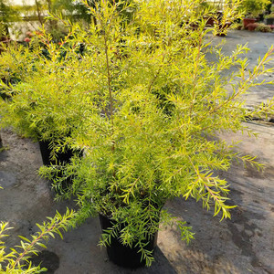 黄金香柳盆栽室外庭院阳台植物棒棒糖观叶花苗四季好养驱蚊包邮