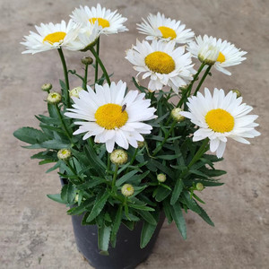 新品矮生大滨菊花苗麦当娜白色雏菊花大花期长室外庭院好养包邮