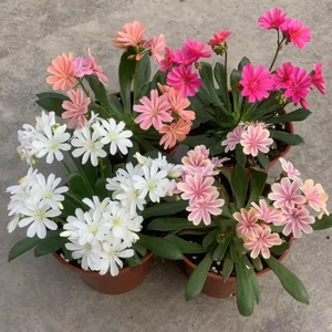 露微花黄色白色盆栽室内桌面小植物阳台花园花卉进口露薇花琉维草