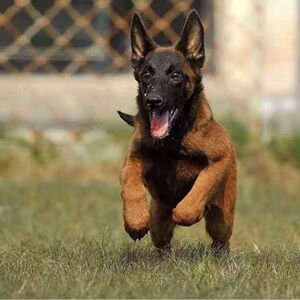 精品马犬幼犬活体大型双血统马犬狩猎犬红马黑马看家护院大型幼犬