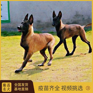 【马犬活狗】马犬活狗品牌,价格 - 阿里巴巴