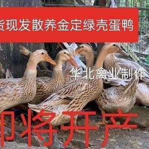 正宗散养活鸭子二斤高产绿壳麻鸭百天鸭苗花边鸭土鸭水鹅苗2斤