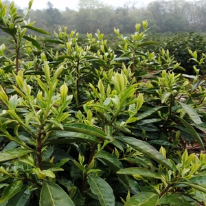 2022新茶东至云尖安徽农家茶叶雨前嫩芽马坑高山绿茶浓香型250克