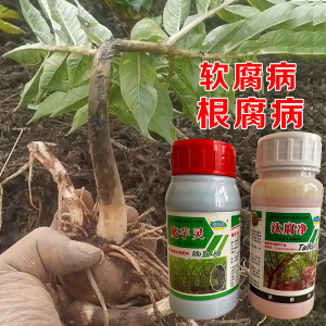 魔芋灵汰腐净魔芋根腐病软腐病白娟病防病药魔芋多元粉魔芋叶面肥