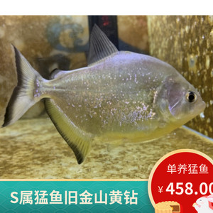 旧金山黄钻水虎鱼 s属 淡水热带猛鱼