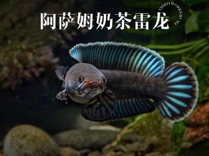 铅笔雷龙